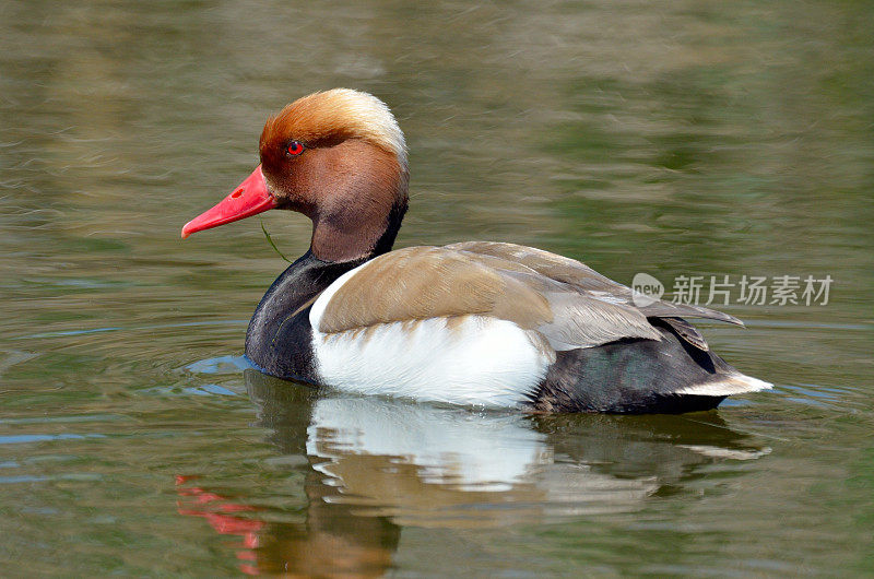 红头潜鸭(Netta Rufina)